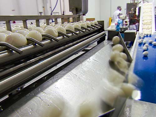 Eggs on conveyor belt