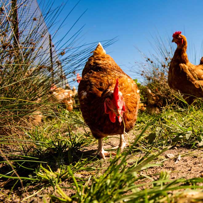 Free range hen pecking grass